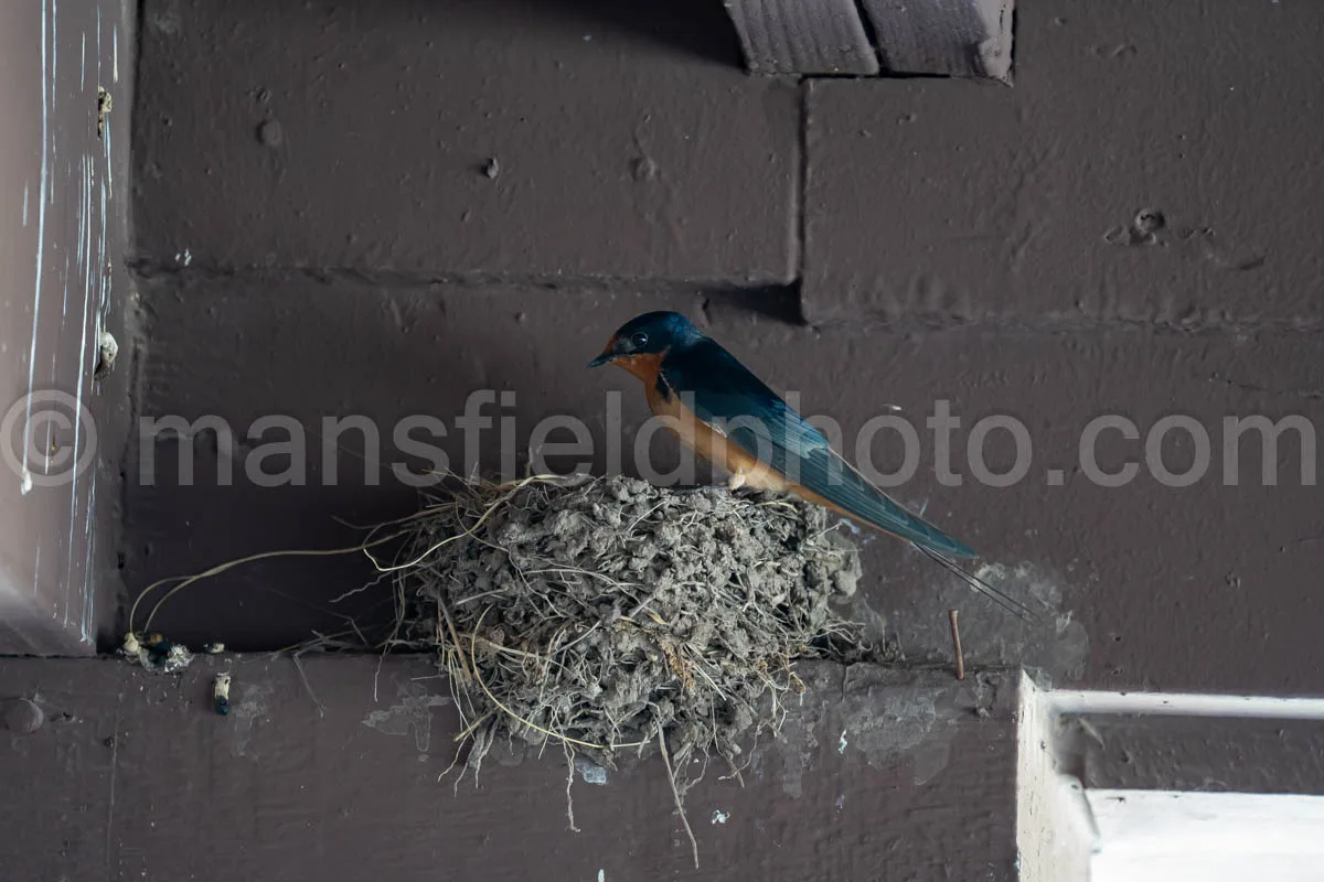 Barn Swallow At Davis Mountains State Park A4-36049