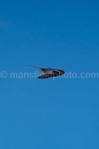Barn Swallow At Davis Mountains State Park A4-36052 - Mansfield Photography