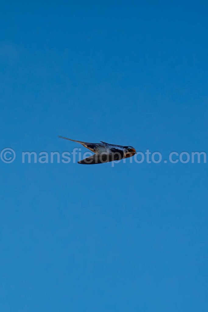 Barn Swallow At Davis Mountains State Park A4-36052 - Mansfield Photography