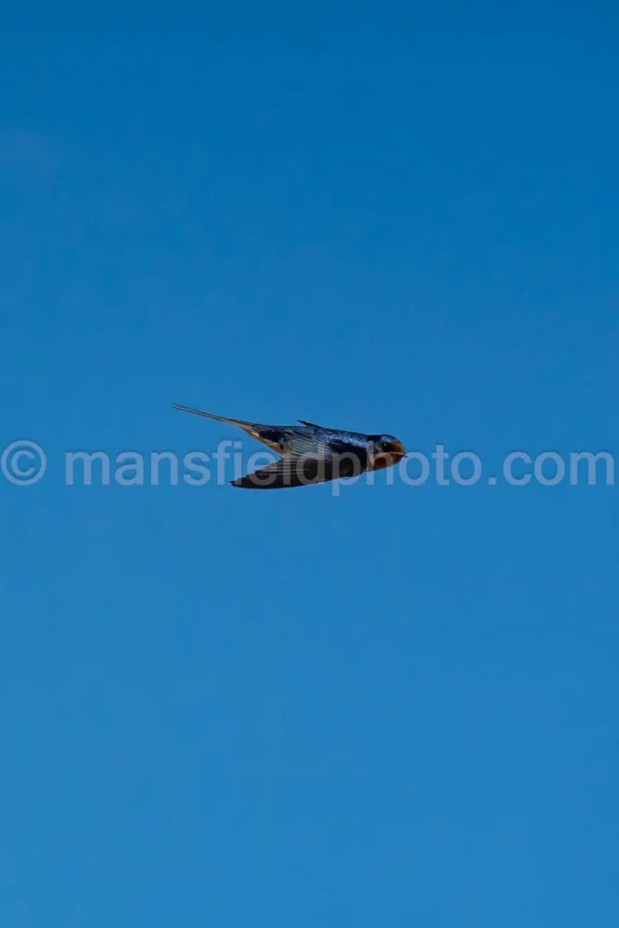 Barn Swallow At Davis Mountains State Park A4-36052 - Mansfield Photography