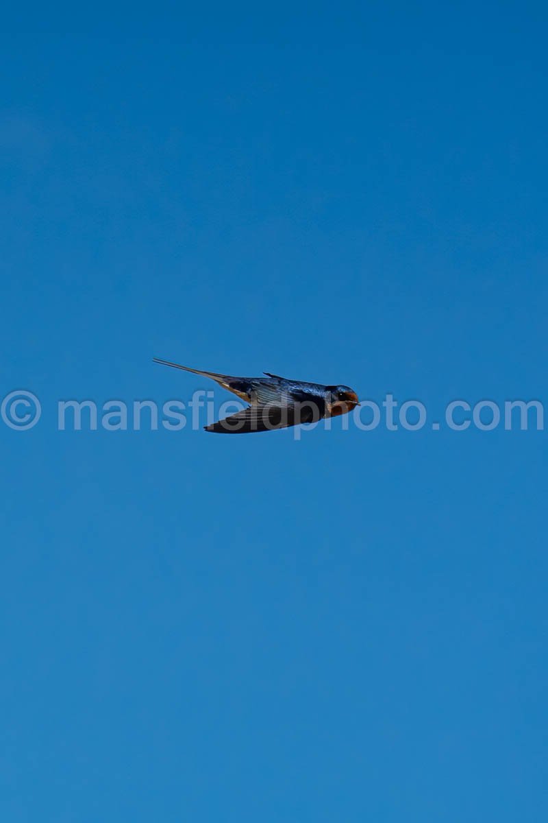 Barn Swallow At Davis Mountains State Park A4-36052
