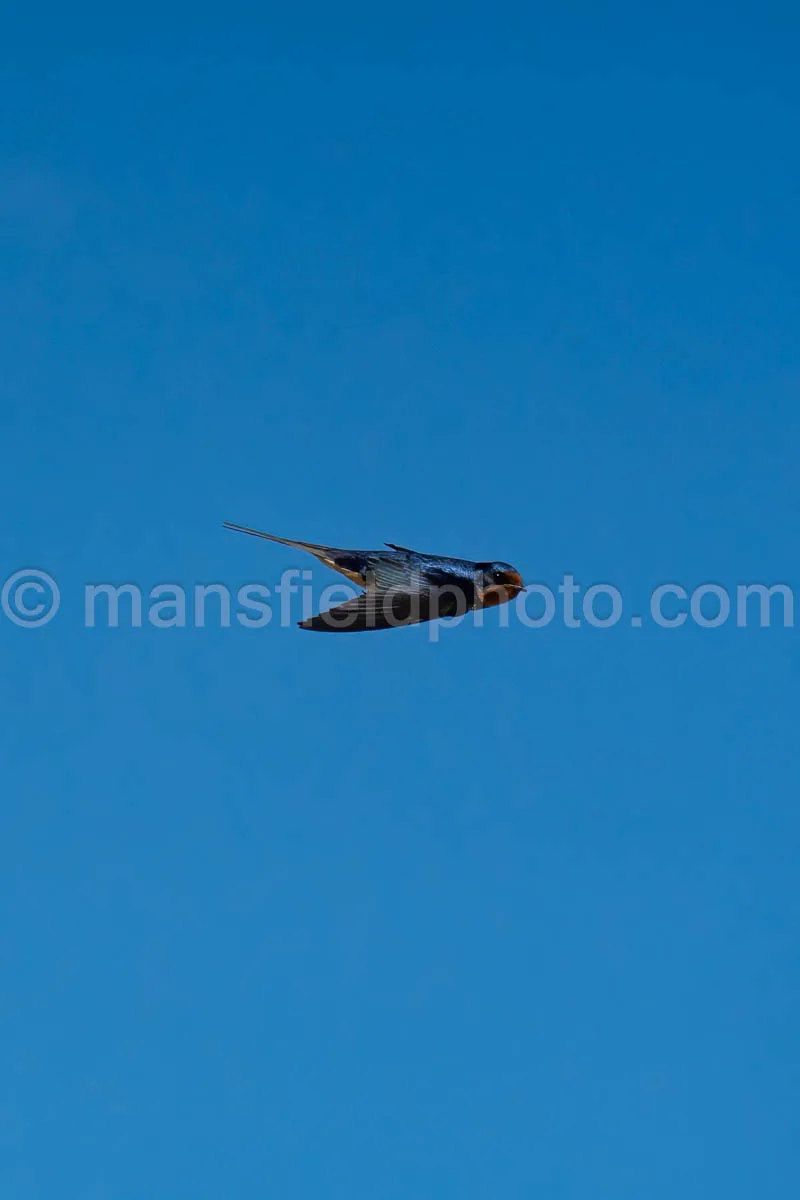 Barn Swallow At Davis Mountains State Park A4-36052