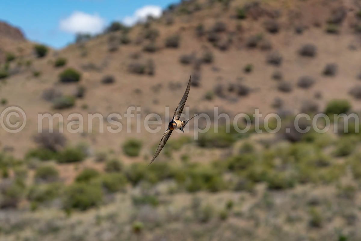 Barn Swallow At Davis Mountains State Park A4-36077