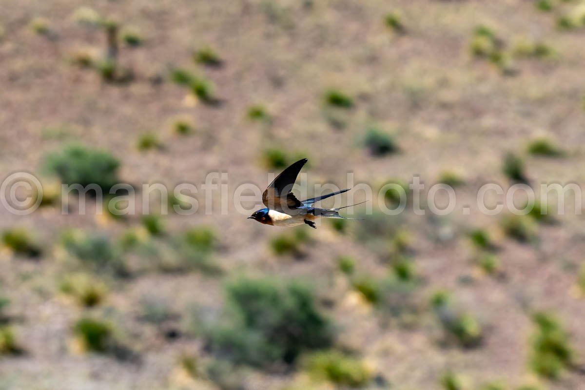 Barn Swallow At Davis Mountains State Park A4-36086