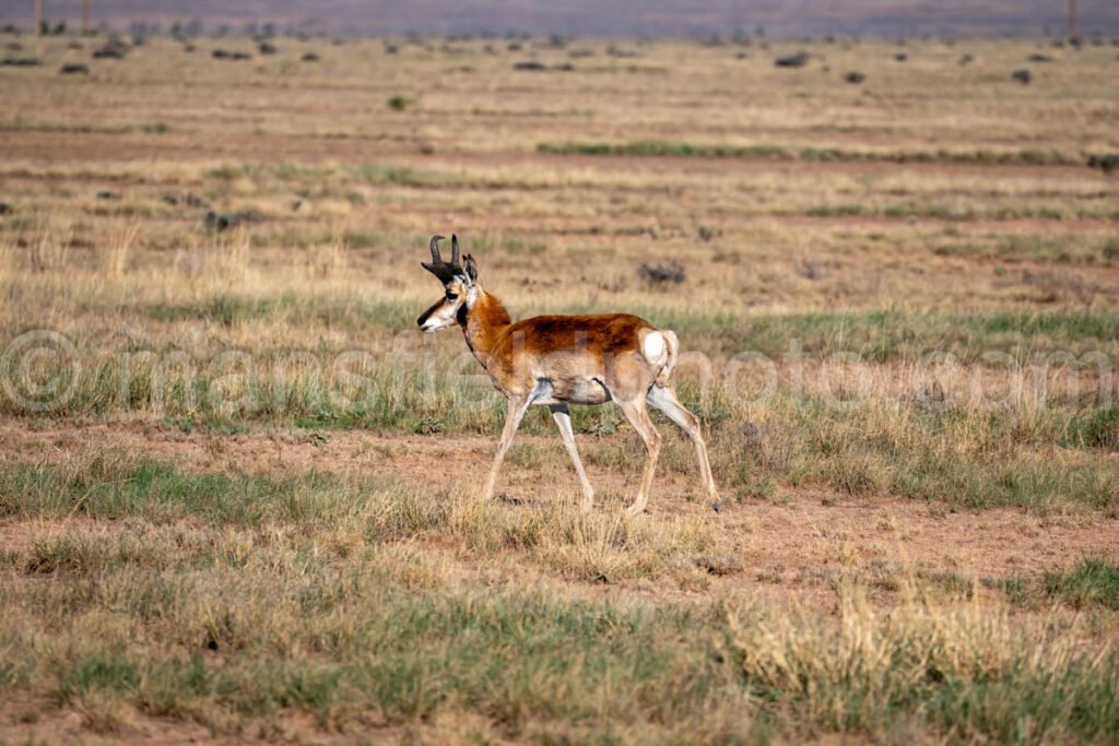 Pronghorn Near Fort Davis, Texas A4-36166 - Mansfield Photography