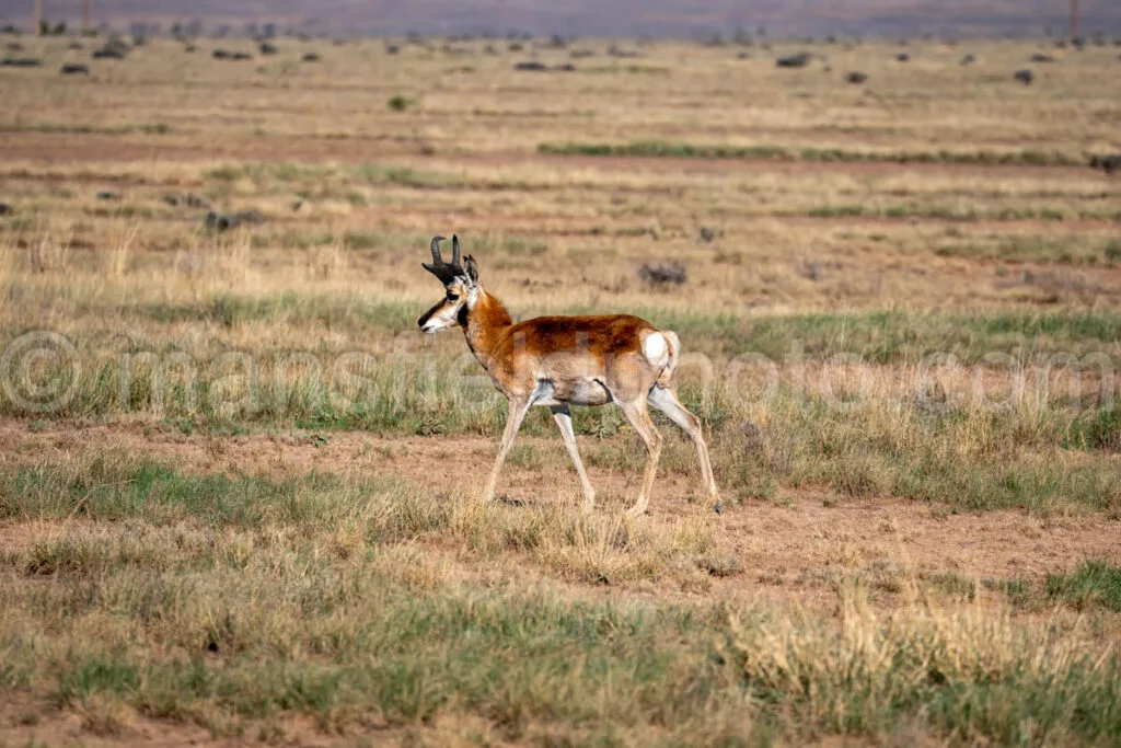 Pronghorn Near Fort Davis, Texas A4-36166 - Mansfield Photography