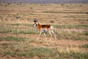 Pronghorn Near Fort Davis, Texas A4-36166 - Mansfield Photography