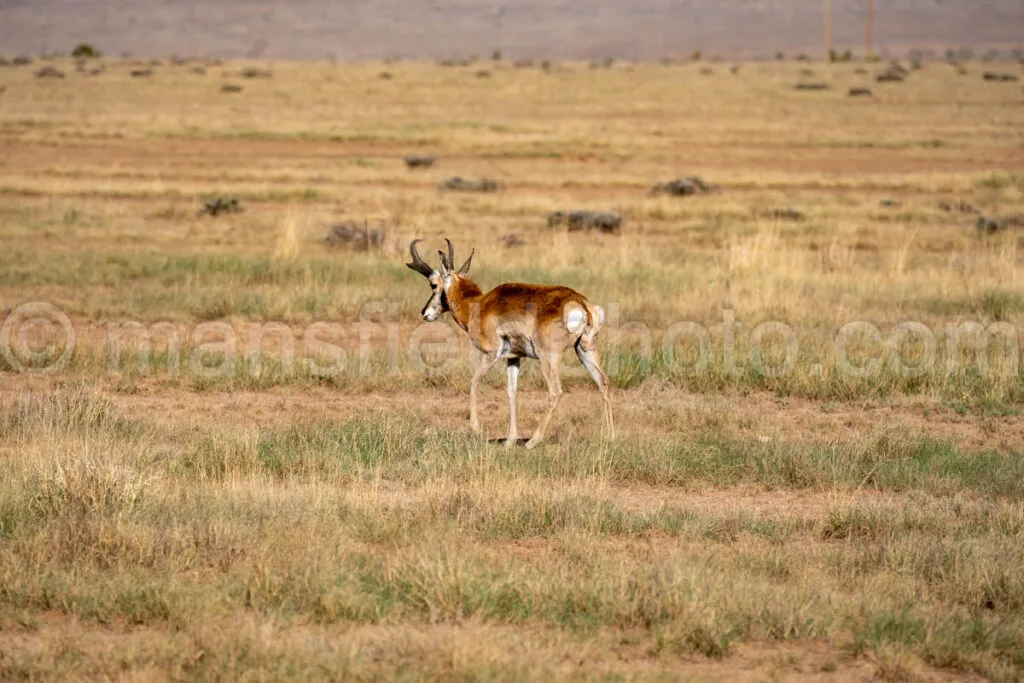 Pronghorn Near Fort Davis, Texas A4-36168 - Mansfield Photography