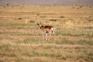 Pronghorn Near Fort Davis, Texas A4-36168 - Mansfield Photography