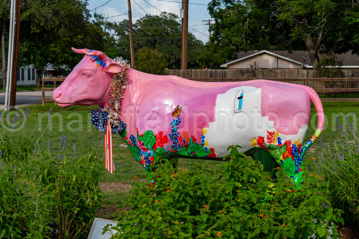 Cow In Goliad, Texas A4-36274
