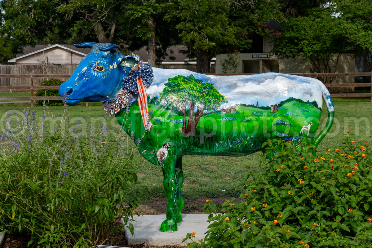 Cow In Goliad, Texas A4-36275