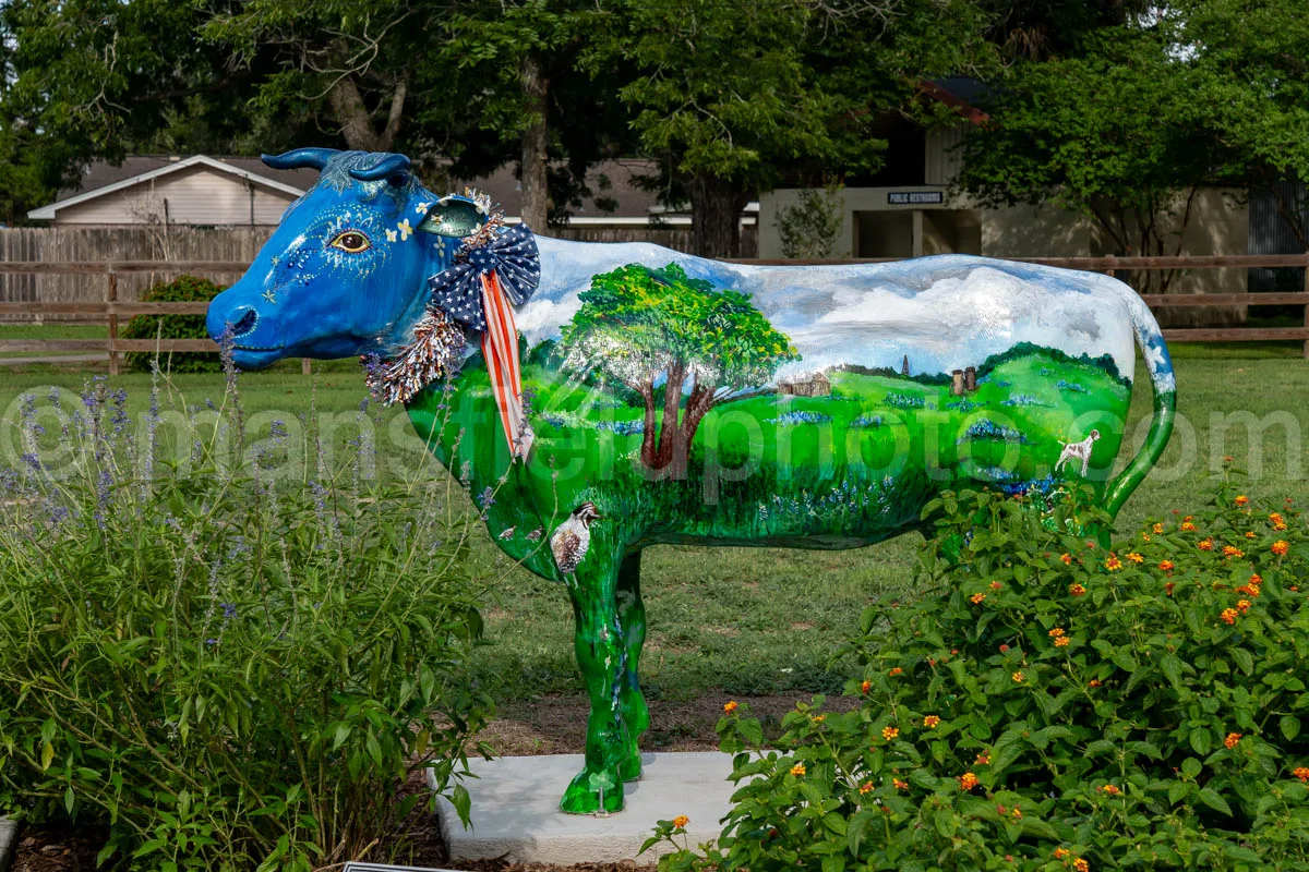 Cow In Goliad, Texas A4-36275