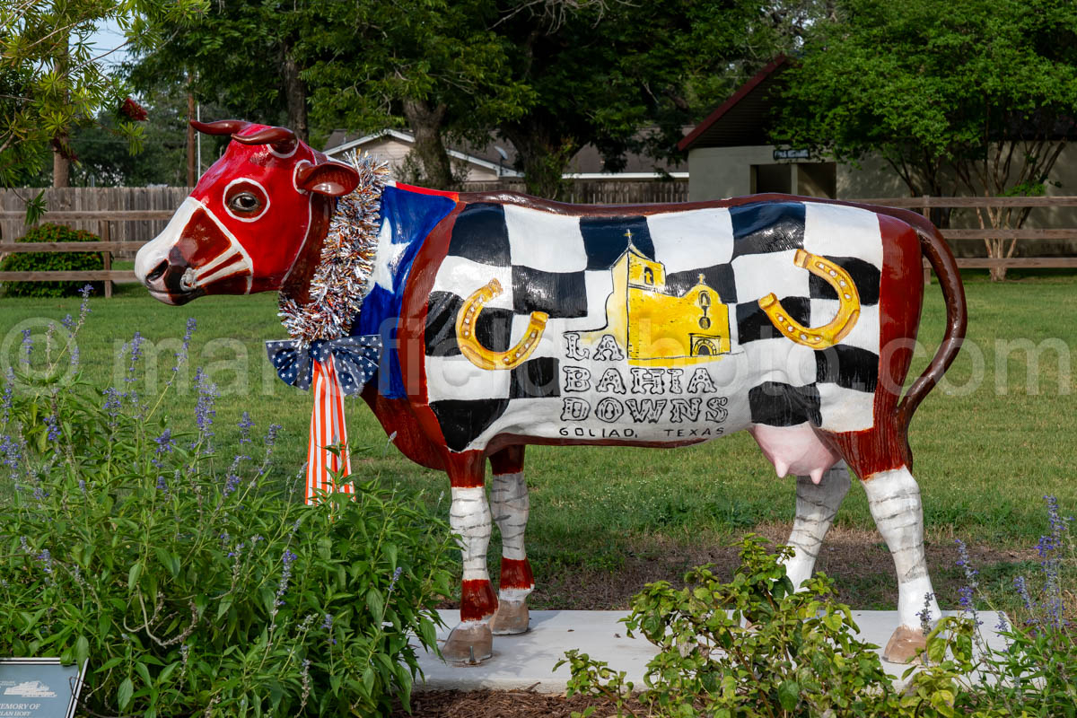 Cow In Goliad, Texas A4-36276
