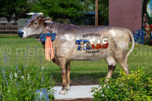 Cow In Goliad, Texas A4-36277 - Mansfield Photography