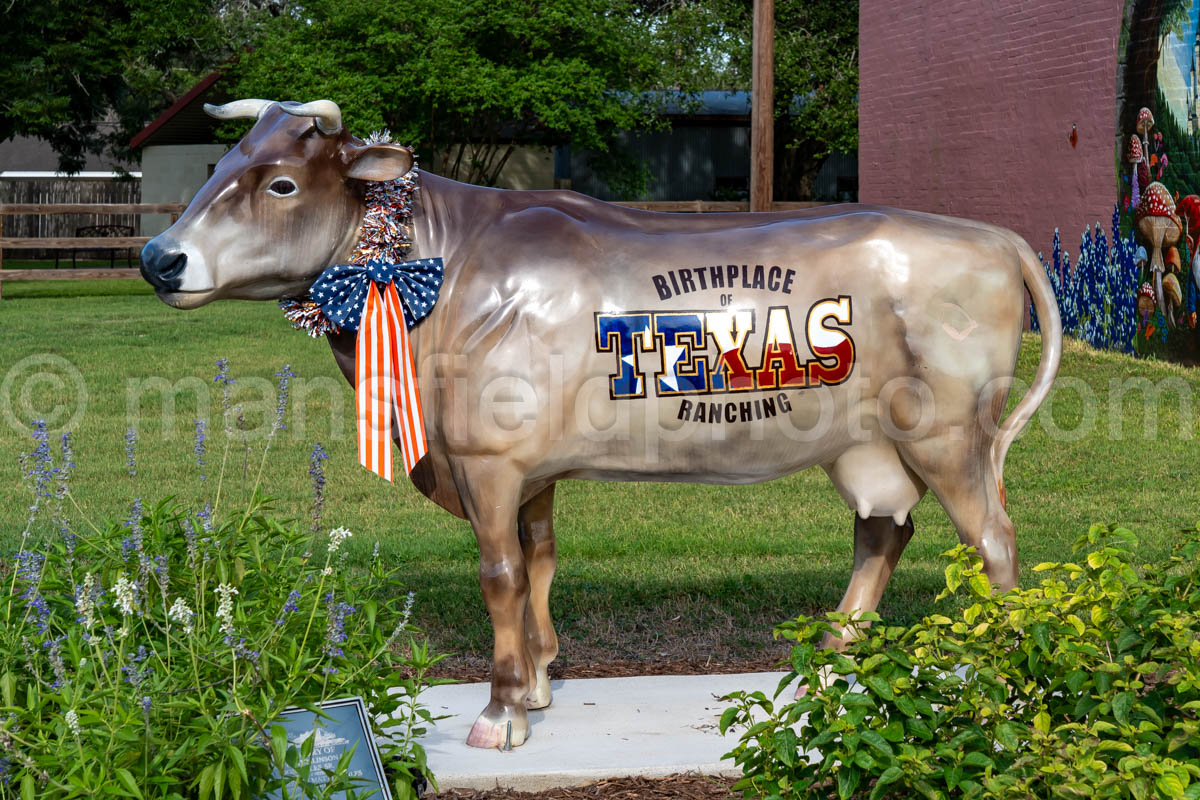 Cow In Goliad, Texas A4-36277
