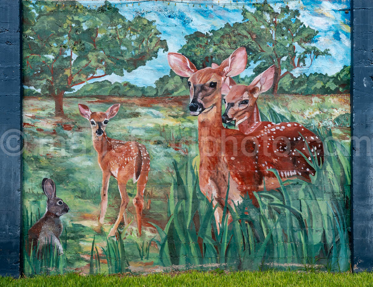 Deer Mural In Goliad, Texas A4-36283
