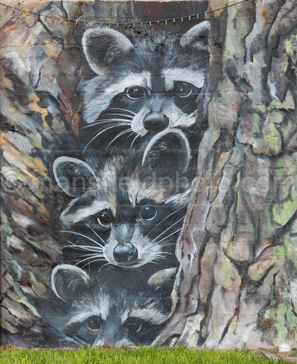 Raccoon Mural In Goliad, Texas A4-36284