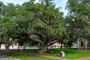 Hanging Tree In Goliad, Texas A4-36297 - Mansfield Photography