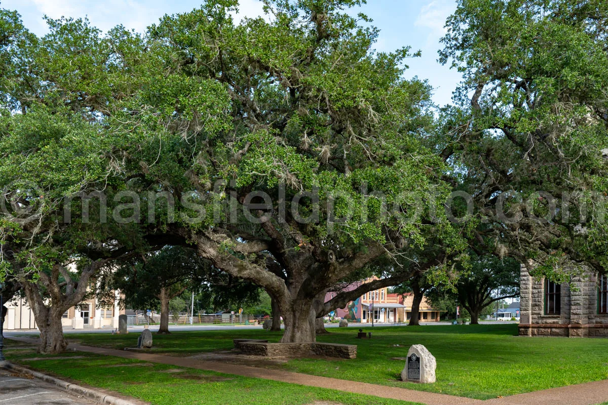 Hanging Tree In Goliad, Texas A4-36297