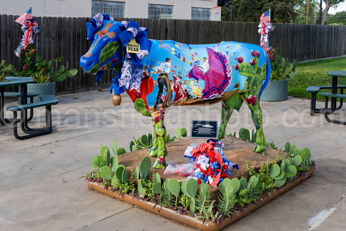 Cow In Goliad, Texas A4-36305