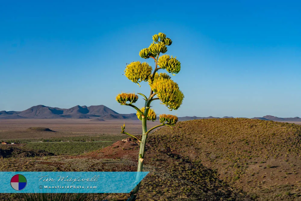 Century Plant - Agave Americana Near Lookout Shelter