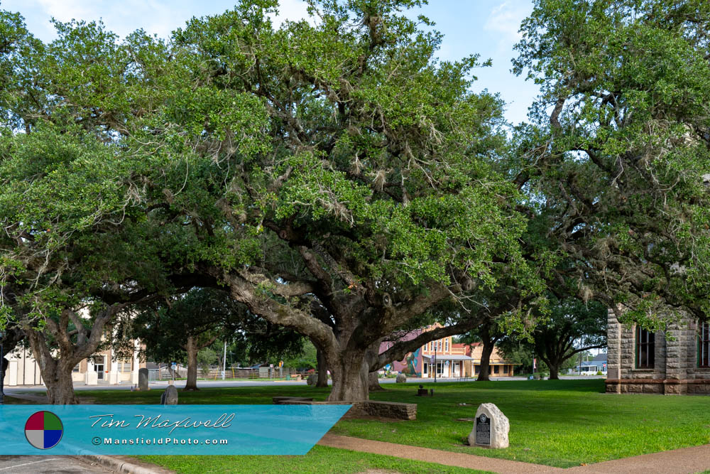The Hanging Tree In Goliad, Texas