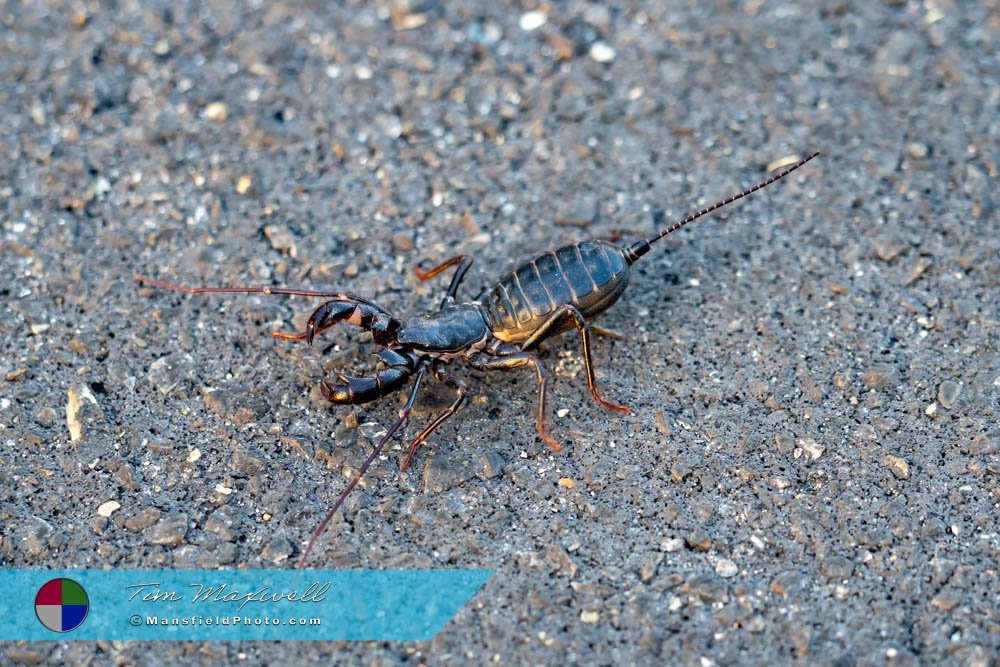 Whip Scorpion In Chisos Mountains