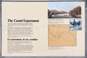 Camel Interpretive Display In Big Bend A4-36624 - Mansfield Photography