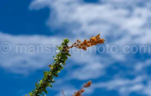 Ocotillo In Big Bend National Park A4-36785 - Mansfield Photography
