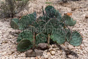 Cactus In Big Bend National Park A4-36791 - Mansfield Photography