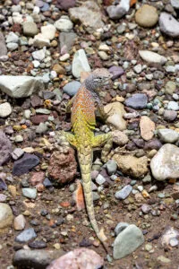 Greater Earless Lizard In Big Bend A4-36800 - Mansfield Photography