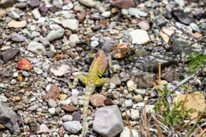 Greater Earless Lizard In Big Bend A4-36801 - Mansfield Photography