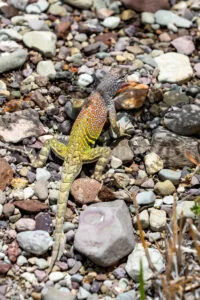 Greater Earless Lizard In Big Bend A4-36802 - Mansfield Photography