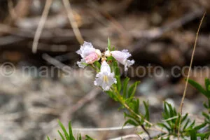 Desert Willow In Big Bend National Park A4-36803 - Mansfield Photography