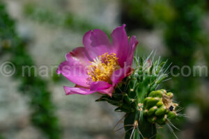 Cholla Cactus In Big Bend National Park A4-36805 - Mansfield Photography
