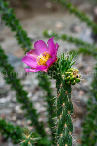 Cholla Cactus In Big Bend National Park A4-36807 - Mansfield Photography