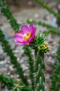Cholla Cactus In Big Bend National Park A4-36807 - Mansfield Photography