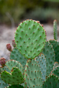 Prickly Pear In Big Bend National Park A4-36808 - Mansfield Photography