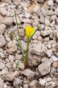 Copper Zephyr-Lily Or Rain Lily In Big Bend National Park A4-36816 - Mansfield Photography