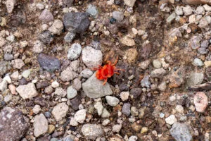 Velvet Mite In Big Bend National Park A4-36818 - Mansfield Photography