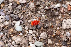 Velvet Mite In Big Bend National Park A4-36823 - Mansfield Photography