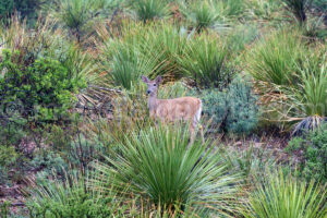 Carmen Whitetail Deer In Big Bend National Park A4-36882 - Mansfield Photography