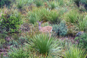 Carmen Whitetail Deer In Big Bend National Park A4-36884 - Mansfield Photography