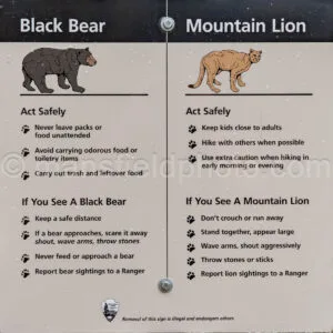 Black Bear And Mountain Lion Sign In Chisos Mountains A4-36916 - Mansfield Photography