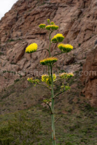 Century Plant - Chisos Agave A4-36920 - Mansfield Photography