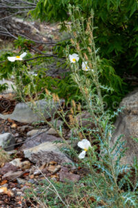 Southwestern Prickly Poppy Along The Window Trail A4-36926 - Mansfield Photography