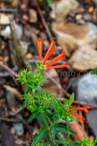 Scarlet Bouvardia Or Firecracker Bush A4-36927 - Mansfield Photography