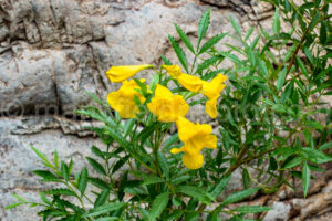 Yellow Trumpet - Yellow Elder Flower In Big Bend National Park A4-36936 - Mansfield Photography