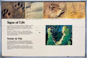 Signs Of Life Interpretive Display In Big Bend A4-37027 - Mansfield Photography