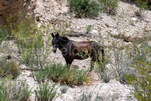Wild Horse Near Boquillas Canyon In Big Bend A4-37044 - Mansfield Photography